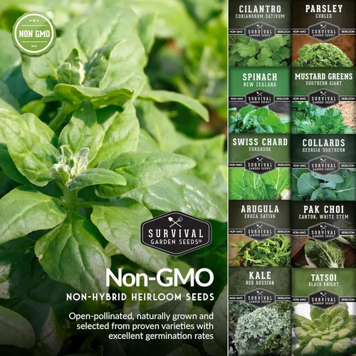 Miniatura 5 de 10 Power Greens Seed Collection - Coles de reliquia, mostaza, acelgas, espinacas, col rizada, tatsoi, pak choi y más para plantar otoño y primavera