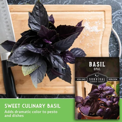 Miniatura 5 de Semillas de albahaca de ópalo para plantar, variedad de púrpura oscuro con hojas casi negras, variedad única de semillas de hierbas, reliquia