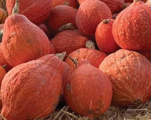 Miniatura 2 de Golden Hubbard - Semillas de calabaza de invierno para plantar, más de 25 semillas de reliquia por paquete, semillas de jardín de Isla