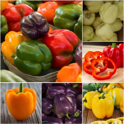 Miniatura 3 de Seed Needs Semillas de pimiento arcoíris para plantar pimientos suaves, semillas de verduras sin OMG y sin tratar para plantar un huerto al aire