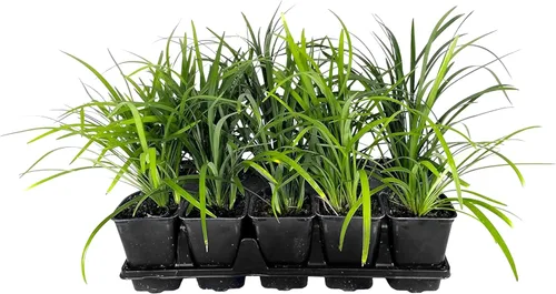 Super Blue Lilyturf - Liriope Muscari - 1 maceta viva de 4 pulgadas - Plantas de cobertura vegetal tolerantes a la sequía de bajo mantenimiento