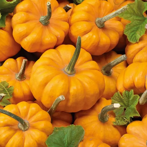 Miniatura 10 de Eden Brothers Semillas de calabaza – Semillas gigantes sin OMG del Atlántico para plantar, paquete Semillas vegetales de alto rendimiento y rápido