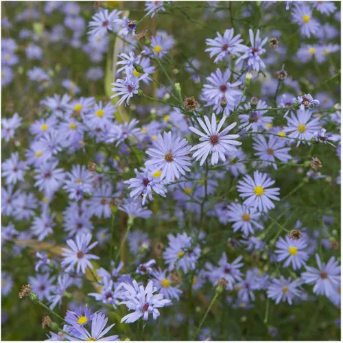 Miniatura 2 de Everwilde Farms - Semillas de flores silvestres nativas de Aster azul cielo de 1 onza - Gold Vault