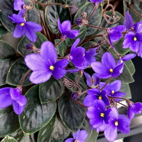 Park Seed Semillas de Plantas de Violeta Africana, Fáciles de Cultivar, Perfectas para Jardín de Primavera, Herencia, Paquete de 50