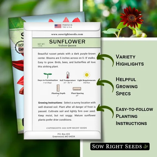 Miniatura 2 de Sow Right Seeds - Semillas de girasol Velvet Queen para plantar - Cultiva girasoles gigantes al aire libre en tu jardín - Paquete de reliquia sin