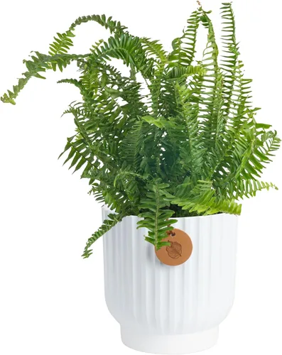 Miniatura 12 de Costa Farms Helecho Kimberly Queen, planta viva de interior, en maceta, de 2 a 3 pies de alto Helecho Reina Kimberly