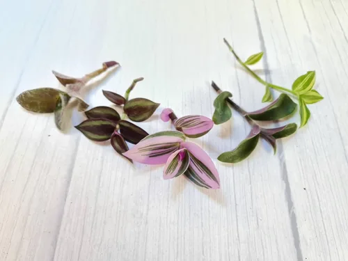Sin esquejes de plantas de raíz de USKC (5 tipos diferentes de esquejes de hojas de judío errante #C)