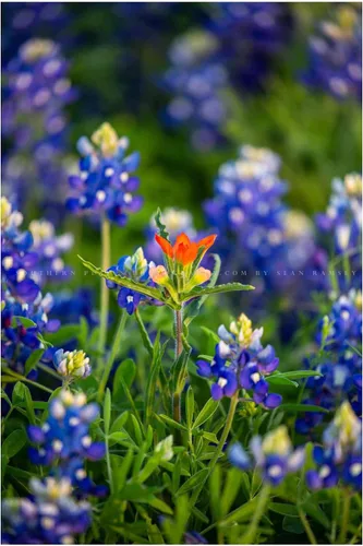Impresión de fotografía de flores silvestres (sin marco) Imagen vertical del pincel indio destacado en arándanos en el día de primavera en Texas,