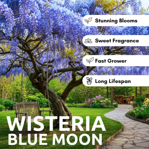 Miniatura 5 de 3 plántulas de árbol vivo Blue Moon Wisteria para plantar (3 plántulas)