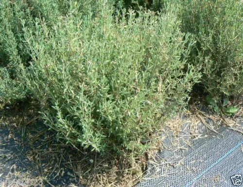 Miniatura 2 de Thymus vulgaris, semillas de tomillo francés-A veces llamado tomillo de verano, hierba perenne