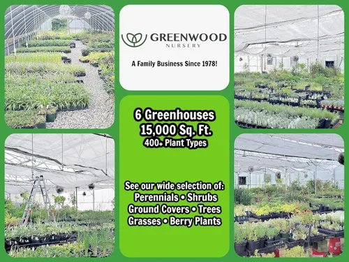 Miniatura 5 de Greenwood Nursery: Hierbas ornamentales vivas - Hierba mondo enana + Ophiopogon Japonicus 'Nana' - [Cantidad: 2 macetas de 2.5 pulgadas]