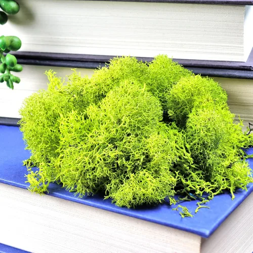 Miniatura 9 de Musgo de reno preservado verde bosque, 2 onzas, para interiores y exteriores, para plantas en maceta, terrarios, jardines de hadas, artes