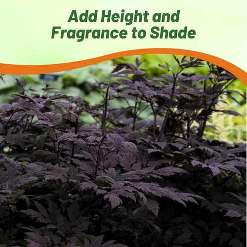 Miniatura 4 de Outsidepride Cimicifuga Ramosa Seeds - 200 unidades. Semillas perennes, resistentes y de bajo mantenimiento, semillas de flores para plantar follaje