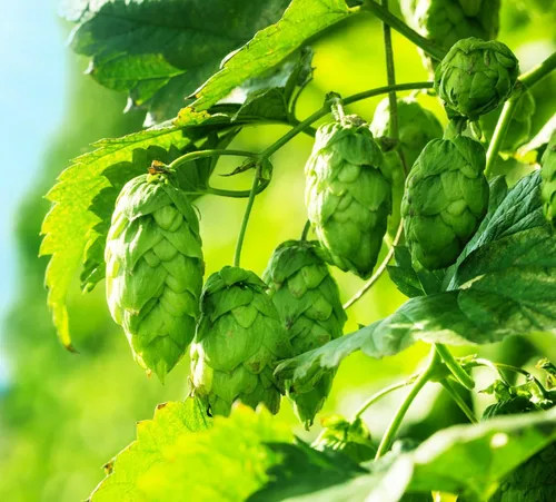 Miniatura 2 de Semillas de Lúpulo Común para Plantar - 40 Semillas - Lúpulo, Humulus lupulus