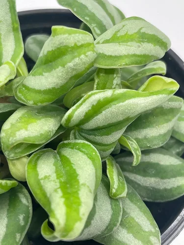 Miniatura 7 de BubbleBlooms Peperomia Mini Sandía, 4 pulgadas de diámetro
