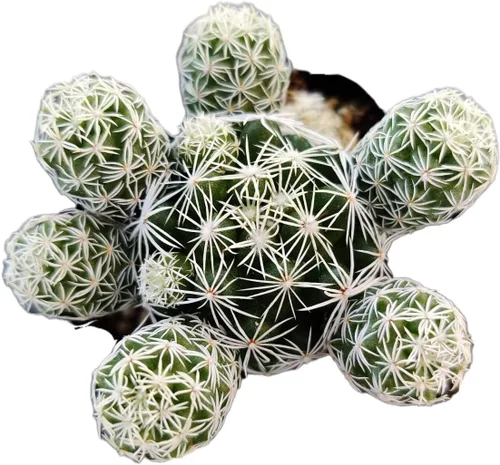 Miniatura 7 de Plantas de cactus suculentas vivas de USKC (maceta de 2 pulgadas) (Adromischus Maculatus)