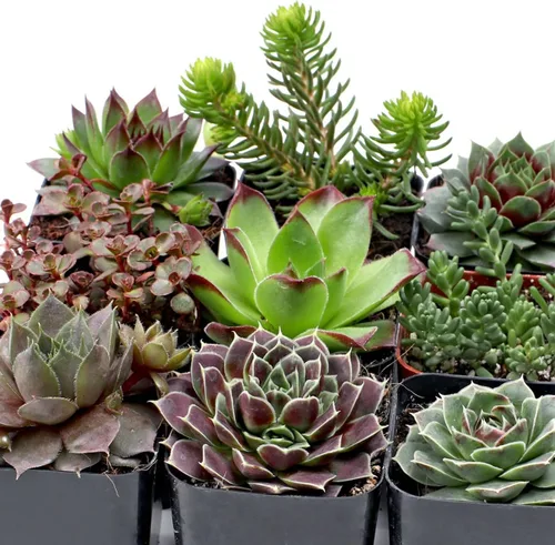 Miniatura 4 de Mountain Crest Gardens Hardy - Paquete variado de suculentas, 6 plantas vivas tolerantes a las heladas, enraizadas en macetas de 2 pulgadas