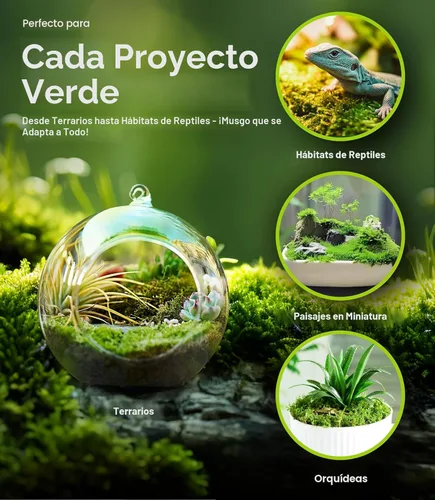 Miniatura 6 de Live Moss - Paquete de 4 (cada uno de 3.5 x 7 pulgadas), musgo mezclado real para terrarios, hábitats de reptiles, jardines de hadas y plantas
