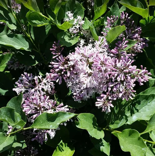 Miniatura 5 de Miss Kim Lilac Bushes Planta viva Syringa para plantar al aire libre, planta de flores fragantes Syringa de aproximadamente 5 a 7 pulgadas