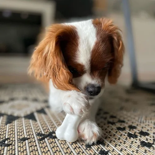 Miniatura 3 de Nylabone Original Bone Power - Paquete de valor de juguetes masticables para perros, juguetes duraderos para perros masticadores agresivos, sabor