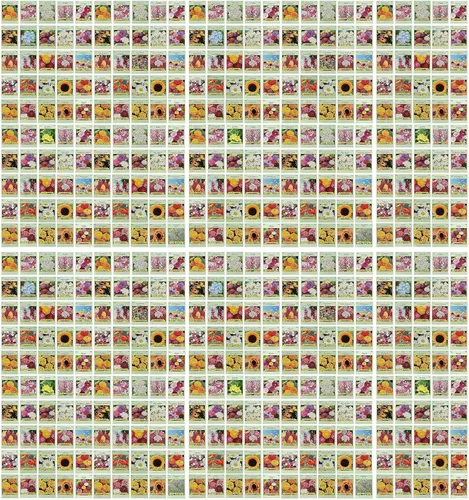 Miniatura 7 de Juego de semillas de flores, variedades de flores de semillas de alta calidad sin OMG y reliquias para plantar, girasol, caléndula, lavanda y mucho