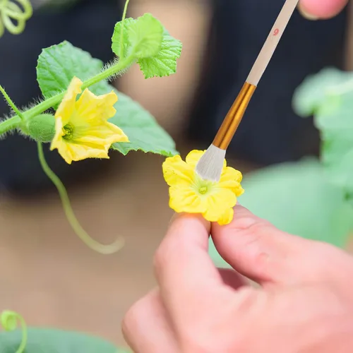 Miniatura 2 de Angoily Herramienta polinizadora, cepillo de polinización manual para árboles frutales, suculentas y plantas vegetales, bolígrafo de polinización