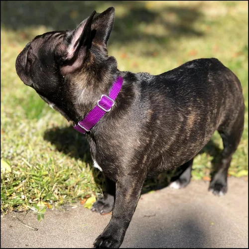 Miniatura 3 de Country Brook Petz – Collar de nailon premium con hebilla de metal para perros de razas pequeñas, medianas y grandes – Más de 10 colores geniales