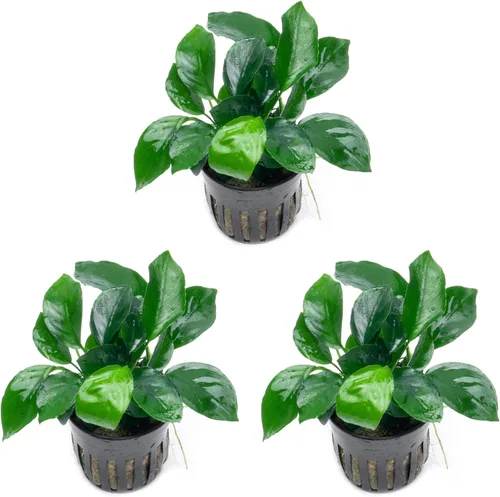 Miniatura 54 de SubstrateSource Plantas vivas – Anubias Hastifolia (Anubias hastifolia) – Luz baja a moderada, hojas en forma de flecha de color verde medio a