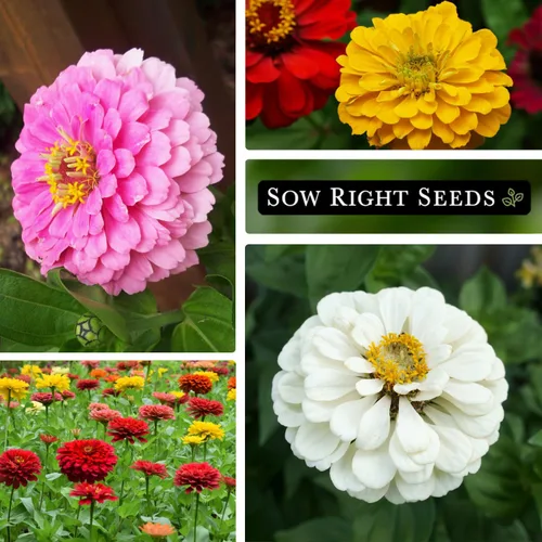 Miniatura 4 de Sow Right Seeds - Mezcla de semillas de zinnia de los Gigantes de California para plantar - Paquete de reliquia sin OMG para cultivar tu jardín