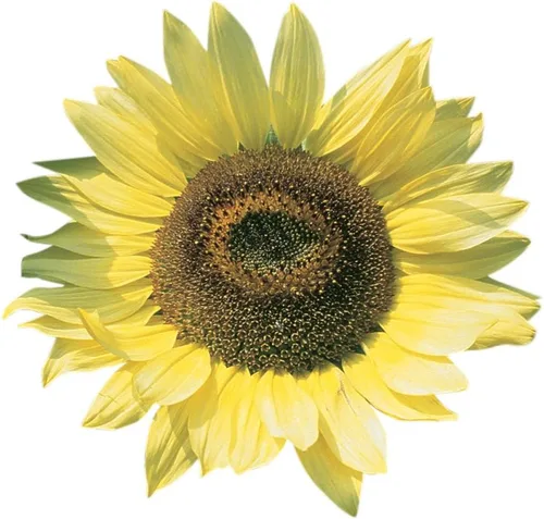 Burpee Lemon Queen Semillas de Girasol Orgánicas 50 semillas