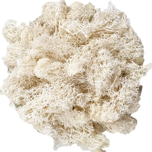 Miniatura 28 de Musgo artificial preservado de musgo para plantas en maceta, musgo verde fresco natural para manualidades, decoración de pared floral, centros