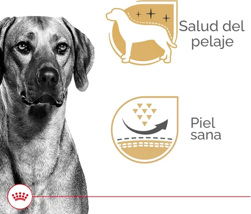 Miniatura 2 de Alimento en gel para perros adultos Royal Canin Canine Health Nutrition, 13.5 oz (Paquete de 12)