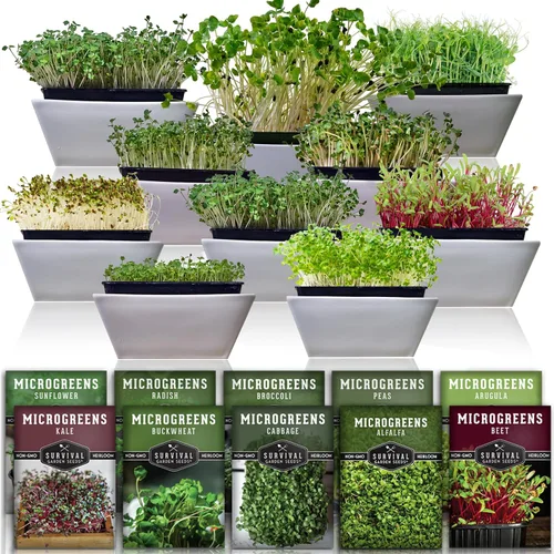 Microgreen Seeds Paquete variado – 10 tipos de reliquia para germinación en interiores – Brócoli, guisante, girasol, rábano, col rizada, rúcula y