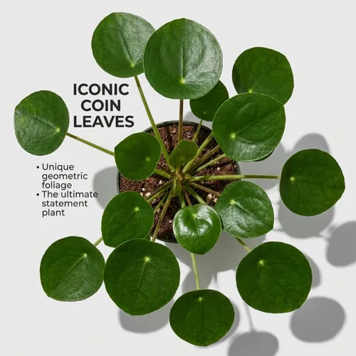 Miniatura 6 de ragnaroc Planta de dinero chino vivo – Árbol del dinero chino – Pilea Peperomioides – Planta de arranque de enchufe de 2 pulgadas – Planta
