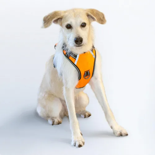 Miniatura 38 de Arnés antitirones para perro pequeño con 2 hebillas de liberación rápida y mango de fácil control, chaleco suave reflectante sin estrangulamiento