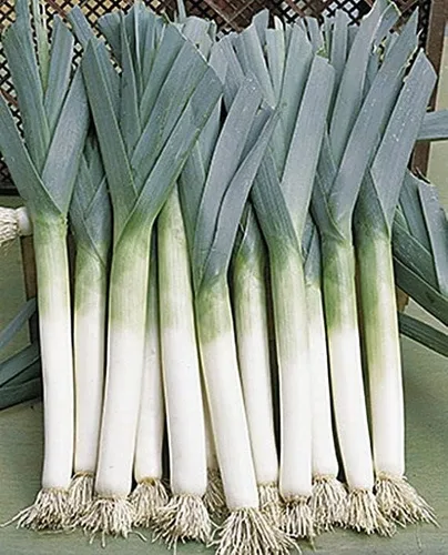 2500 semillas gigantes de puerro Musselburgh para plantar cebollas tradicionales. Sin OMG, 0.25 oz de semillas de jardín, vegetales, supervivencia a