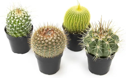 Altman Plants, Surtido de plantas de cactus vivas (paquete de 4), plantas de cactus vivas, plantas suculentas vivas, plantas de interior vivas,