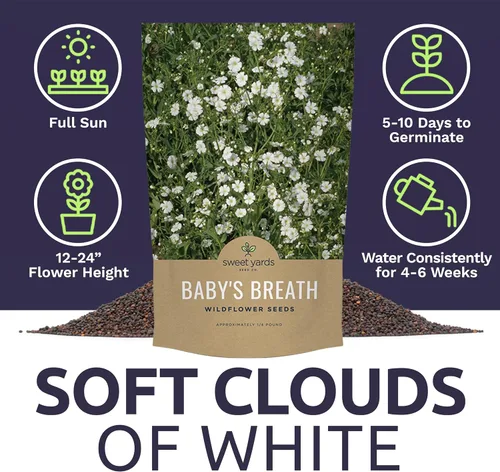 Miniatura 6 de Semillas de Gypsophila elegans de Baby's Breath vistosas – Bolsa a granel de un cuarto de libra – Más de 80.000 semillas de flores silvestres