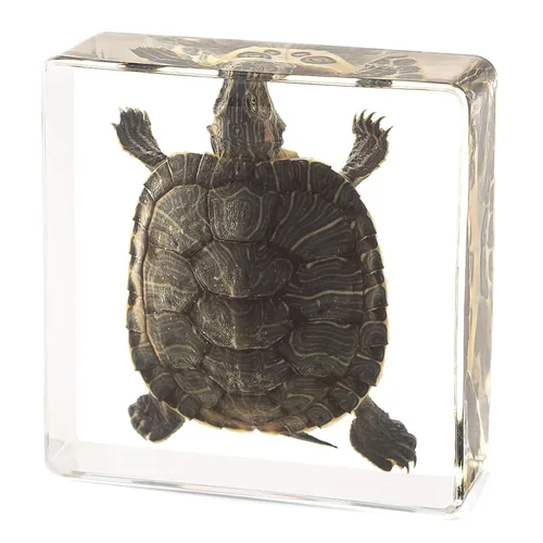 Miniatura 7 de Murciélago de taxidermia real en resina, animales de taxidermia para exhibición gótica en el hogar, rarezas y curiosidades, regalos