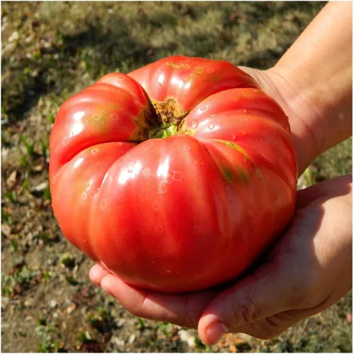Miniatura 4 de Everwilde Farms - Semillas de tomate tradicional de Brandywine rojo de 1 onza - Gold Vault
