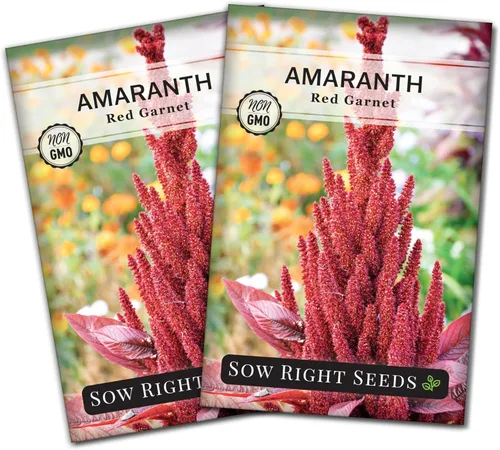 Sow Right Seeds - Semillas de amaranto rojo granate para plantar - Paquete de reliquia sin OMG con instrucciones para plantar y cultivar un huerto