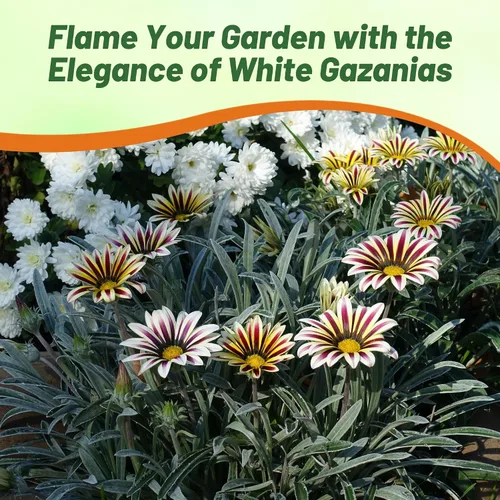 Miniatura 5 de Outsidepride White Flame Gazania Semillas para plantar – 50 piezas de semillas perennes, de bajo mantenimiento, tolerantes a la sequía para flores