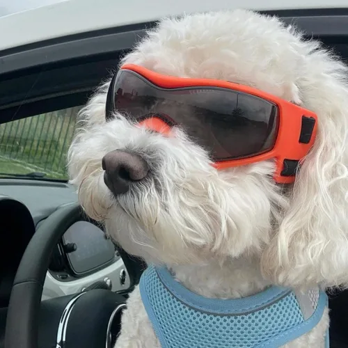 Miniatura 6 de NAMSAN Lentes de sol para perros de raza media, con protección UV para perros pequeños a medianos, resistentes al viento, antivaho, a prueba