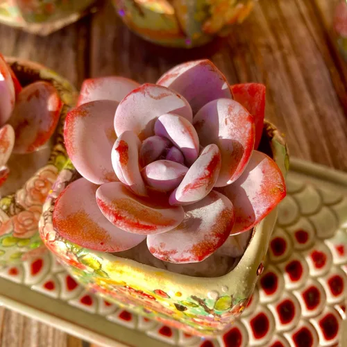 Miniatura 10 de Echeveria Agavoides - Kit de suculentas de dragón azul, con maceta de plástico, 1 cabeza de 2 pulgadas, planta viva de 2 pulgadas, suelo comprimido