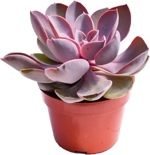 Planta suculenta Echeveria viva – Suculenta Echeveria de 4 pulgadas totalmente arraigada (perla púrpura) – Mercado de suculentas Echeveria Perla