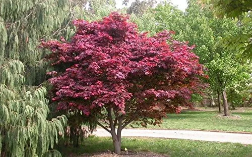 Miniatura 8 de Planta viva de arce rojo japonés, árbol de 1 a 2 pies de alto en maceta de 3 pulgadas, arce rojo enano ornamental al aire libre para paisajismo