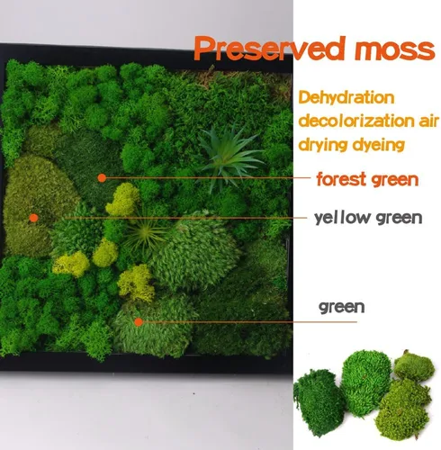 Miniatura 5 de Musgo preservado de 2 pies cuadrados para decoración de pared, decoración de mesa para bricolaje, cuenco de musgo, almohada de musgo, verde natural