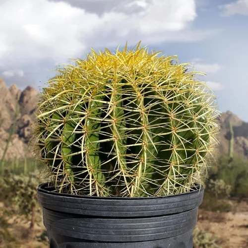 Miniatura 5 de Cactus Outlet - Planta de cactus de barril dorado - Plantas de cactus vivas - Plantas de cactus en barril vivas - 10 galones - Plantas de cactus