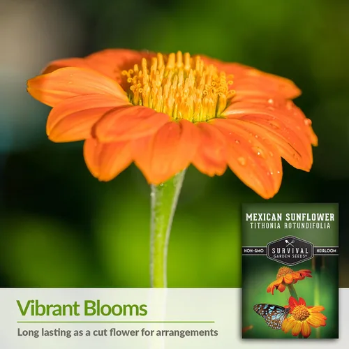Miniatura 3 de Survival Garden Seeds - Semilla de girasol mexicano para plantar - Paquete con instrucciones para plantar y cultivar Tithonia Rotundifolia en tu