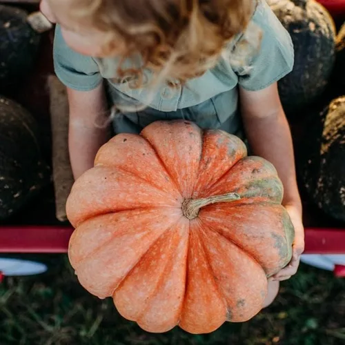 Moranga Pumpkin - 25 semillas - Variedad tradicional y polinizada abierta, semillas de vegetales sin OMG para plantar en el jardín doméstico, Thresh